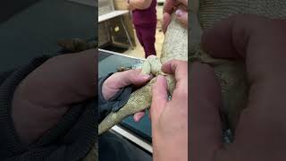 Removing impacted femoral pores on a bearded dragon [upl. by Sly]