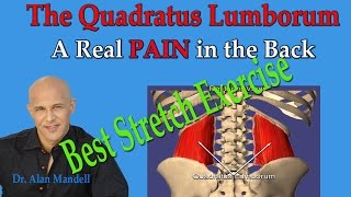 The Quadratus Lumborum A Real Pain in the Back Best Exercise Stretch  Dr Mandell [upl. by Gershom]