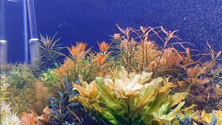 SLOW MOTION PLANTED AQUARIUM [upl. by Bock]