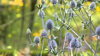 Eryngium planum Blauer Zwerg [upl. by Lien]