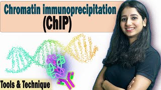 Chromatin immunoprecipitation ChIP I Tools amp Technique I DNA Protein Interaction Complete Details [upl. by Mitinger]