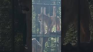 Lions at Blackpool zoo [upl. by Attenna]