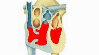 How the Body Works  Each Heartbeat [upl. by Ayahsey]