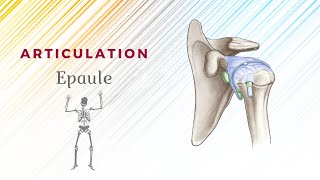 Anatomie De Lépaule  Articulation ScapuloHumérale [upl. by Emmalynne679]