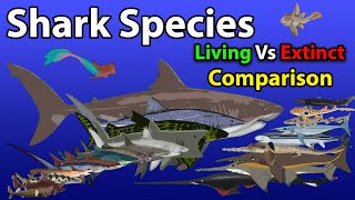 Shark Animate Species in the world Living vs Extinct in 2024  Shark Size Comparison Animation Video [upl. by Darnell936]