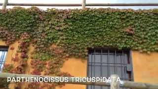 Parthenocissus tricuspidata veitchii Garden Center online Costa Brava  Girona [upl. by Muriel278]