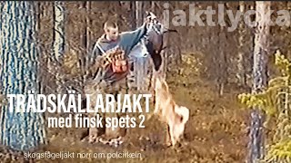 Trädskällarjakt 2 med finsk spets Jakt  skogsfågeljakt från Jaktlyckas arkiv [upl. by Oliver895]