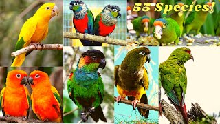 KNOW YOUR CONURES  ALL TYPES OF CONURES  REGION  CONSERVATION STATUS [upl. by Dahraf]