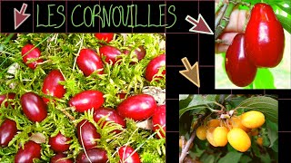 LES CORNOUILLESEn savoir plus [upl. by Doll155]