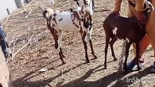 Excellent Goats breeds season 26 February 2024 [upl. by Carole]