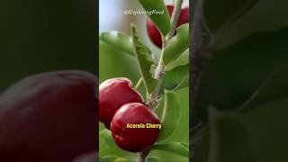 Acerola Cherry  Natures Vitamin C Boosters [upl. by Goren141]