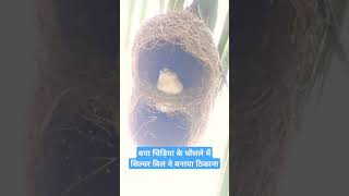 Silverbill bird in the baya nest birds birdlife birdwatch nature [upl. by Ahsenrat]