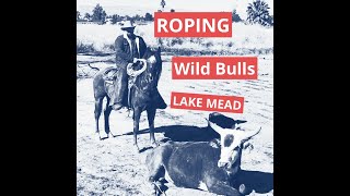 Roping wild bulls at Lake Mead [upl. by Ydac167]