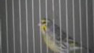 Hybride serin mozambique x canari [upl. by Anoved]