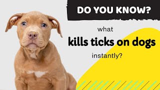 what kills ticks on dogs instantly this video will HELP YOUR DOG from ticks and fleas [upl. by Kironde]