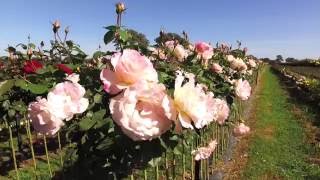 Wagners Rose Nursery Kalangadoo South Australia [upl. by Suiramed]