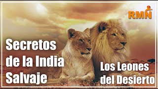 Secretos de la India Salvaje Los Leones del Desierto  Documental [upl. by Eirelam]