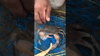 कोंबडीचे पाय वापरून पकडले खेकडे crabs catching by using chicken leg India fishing crab chicken [upl. by Slade]