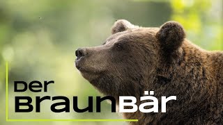 Der Braunbär  Das musst du über ihn wissen  15 spannende Fakten [upl. by Nugesulo]