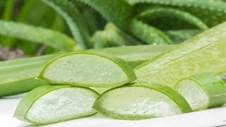 MALAYALAM Benefits and Uses of Aloe Vera [upl. by Nara551]