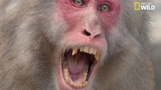 Un mâle macaque japonais attaque une femelle [upl. by Aneema]