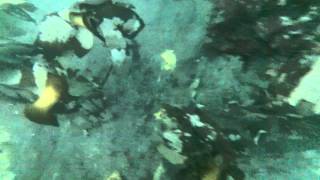 Diving for Sea Urchins in Castletownbere CoCork Ireland [upl. by Noitsirhc439]