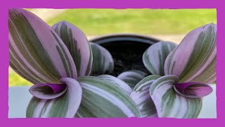 Tradescantia Nanouk verpotten en verzorgen repotting and care Tradescantia Nanouk inchplant [upl. by Alby]