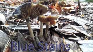 Psilocybe Cyanescens Find Auburn Washington PNW November 11 2013 [upl. by Kreiker]