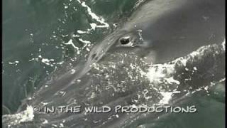 Humpback Whale Footage Extreme Close Up Blowhole [upl. by Erine]