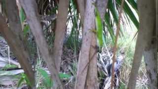 Green Anole eating Brown Anole [upl. by Ymer82]