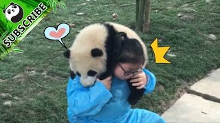 【Panda Top3】Undoubtedly the luckiest nanny in the world [upl. by Chandler]