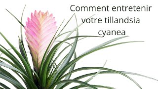 Entretenir son Tillandsia Cyanea [upl. by Valentin]