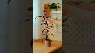 Propagating this Philodendron Pink Princess marble mother plant [upl. by Sirah]