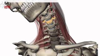 Columna Cervical Biomecanica  Artrocinematica [upl. by Demaria991]