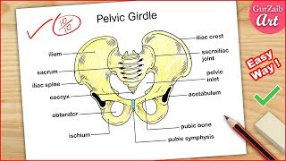 How to Draw Pelvic Girdle Labelled diagram  Pelvis bone drawing easy  CBSE [upl. by Arhaz]