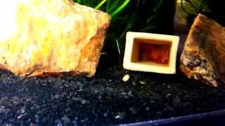 LONG FIN SUPER RED BRISTLENOSE PLECO EGGS [upl. by Ellecrag]