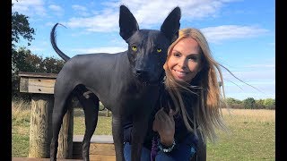 THE XOLO DOG  SCARY OR BEAUTIFUL  Mexican Hairless Xoloitzcuintli [upl. by Kreda]