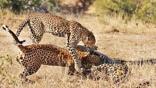 Males Fight Over Leopardess She Breaks It Up [upl. by Swords]