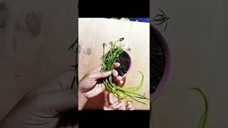 Portulaca Plant Propagation 🌱🦋🌼 youtubeshorts diy mossrose [upl. by La Verne]