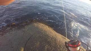 Most Frustrating Fishing Ever Pike on Plastics  Binalong Bay Tasmania [upl. by Llirrehs]