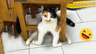 Best Funniest Cats 😹  Dont try to hold back Laughter 😂 Funny Cats 2023 2 [upl. by Repsaj]