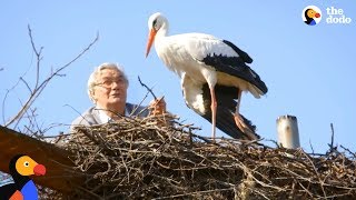 Man Does Everything For His Rescued Stork  KLEPETAN amp MALENA  The Dodo [upl. by Genie395]