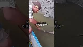 Gurame babon Papua mancing ikan gurame guramebabon mancingliar toman gabus bawal ikanpatin [upl. by Rodolphe]