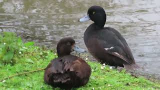 New Zealand Scaup Aythya novaeseelandiae at WWT Llanelli Wetland Centre in the living collection [upl. by Furr]