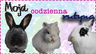 KRÓLIKI  moja codzienna rutyna 🐰 [upl. by Linder24]