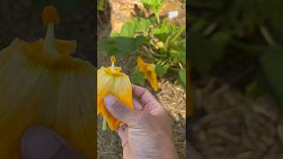 How to hand pollinate zucchini zucchini garden shorts [upl. by Eulalia]