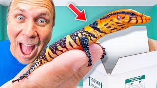 Unboxing An Amazing New Rare Reptile [upl. by Lamphere]