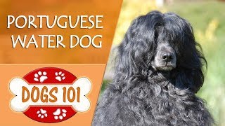 Dogs 101  PORTUGUESE WATER DOG  Top Dog Facts About the PORTUGUESE WATER DOG [upl. by Allesig]