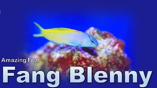 Amazing Fish  Fang Blenny [upl. by Karlyn]