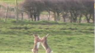 Boxing Hares [upl. by Rehotsirk]